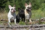 BOULEDOGUE FRANCAIS